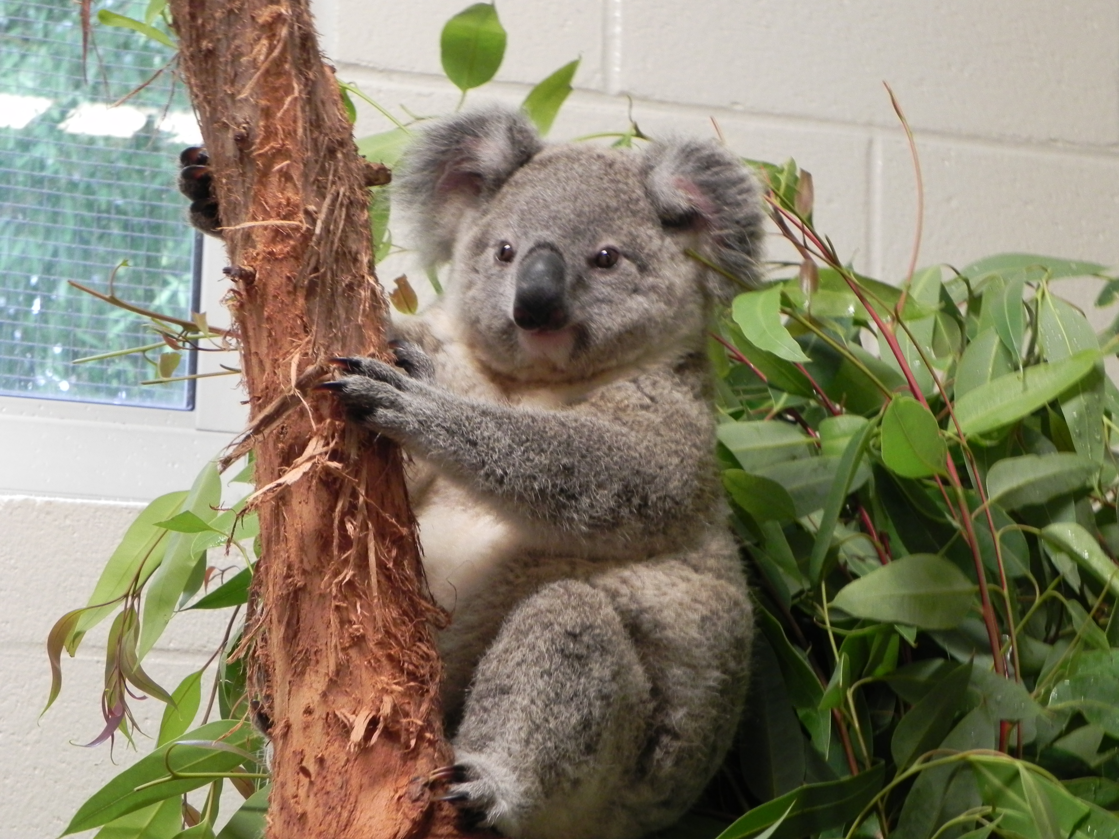 Koala Eating Bamboo